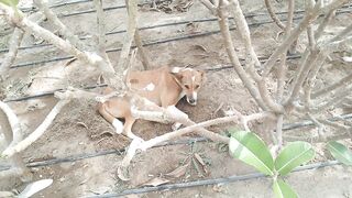 Poor dog