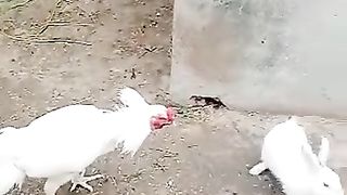 Funny video