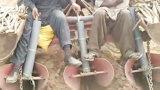 Gane ki bijai