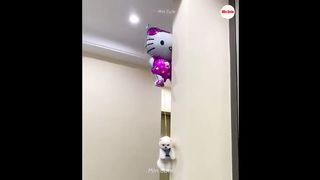 funny video