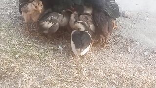 Mother's love