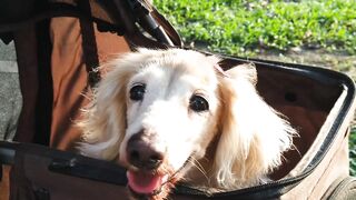 Dog video#animalvideo