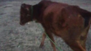 Zadran dairy farm