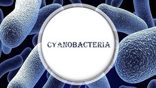 Cyanobacteria notes