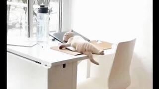 Big Cat in shock