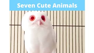 Seven Funniest Animals