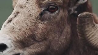 New video