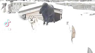 man's best friends.