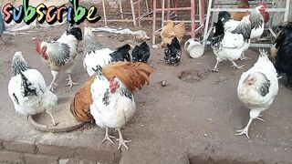 Fancy birds,fancy hens,