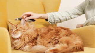 Dogs video#animalvideo