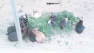 rabbit videos | Funny Baby Bunny Rabbit Video | Funny and Cute Baby Bunny Rabbits