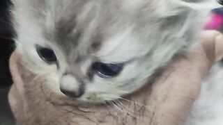 Kittens