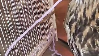 Funny Owl