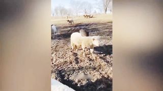 Funny animals - Funny cats / dogs - Funny animal videos / Best videos of January 2023
