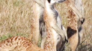 Cute Animals, funny animal, animal like soldier