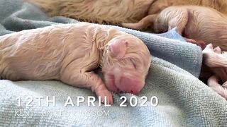 Adorable Maremma Sheepdog puppies
