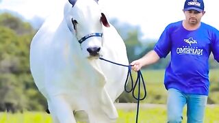 Bull,huge bull, beautiful bull
