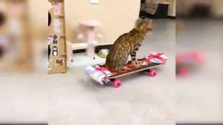 Funny cats vedio compilation