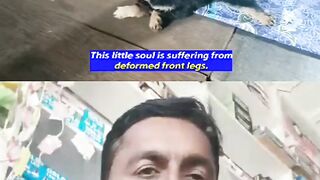 Cute puppy would not work front two legs