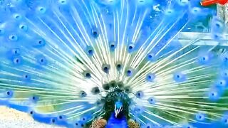 Beautiful Peacock Dance