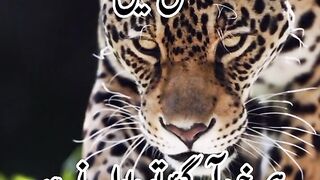 Humara nam he kafi hai Teri mehfil may