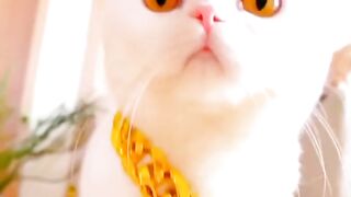 Cute and Dashing Cat Walk