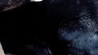 Funny goat