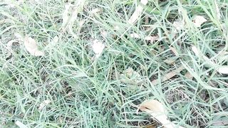 Creations of ALLAH Butterfly  Green Grass Goat all Creations every thing  Natural Beauty  #Butterfly #Natural Beauty #beautiful #trending  #viral