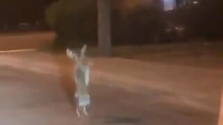 Funny rabbits