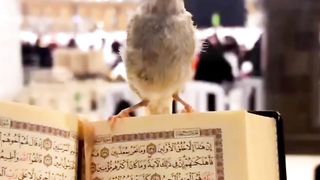 kabbah subhanallah