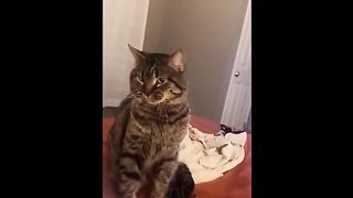 FUNNY CAT MEMES COMPILATION OF 2023 V05