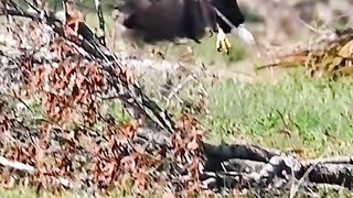 White tailed eagle. [HD] #shorts