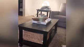 Funny and cute cats