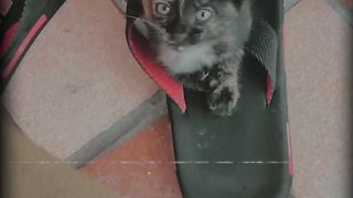 Kitten loves shoes