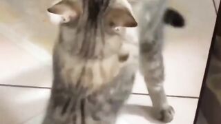 funny cat and dog, funny movemment????????‼ viral video