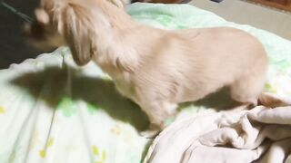 Dogs girl
