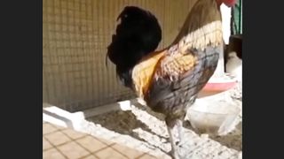Sajnaaa funny video like and subscribe