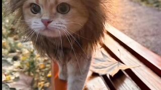 Cute baby cat video
