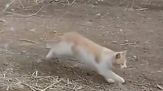 Funny videos
