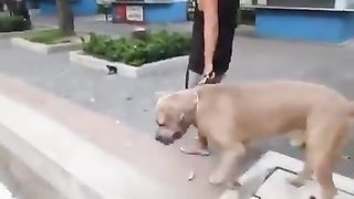 Dog and Cat