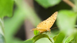 Nature forest butterfly ????