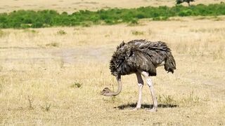 Big birds