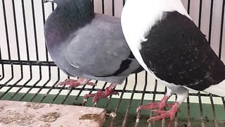 Beautiful pigeon
