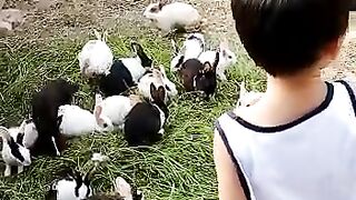 Rabbit catching
