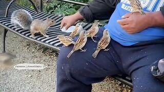 Funny birds teasing man