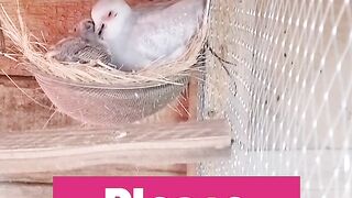 Beautiful Birds Feeding to Toddlers