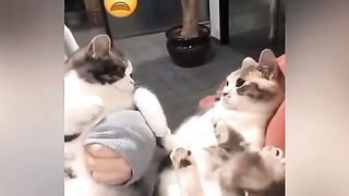 Top Funny Cat Videos of The Weekly