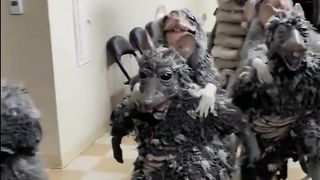 Try not to laugh funny animal weird
