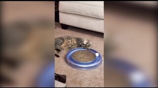 Funny cat videos
