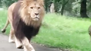 #manirelaxation #nature #lion #vlogs